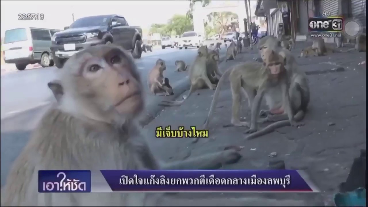 Monkey Gang Interview One31 Youtube