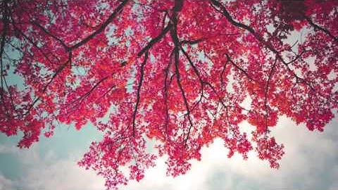 سورة الأعلى علي جريد العنزي