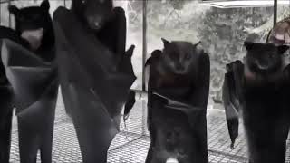 bat meme