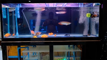 วิธีทำระบบกรองระบบน้ำตู้ปลาให้น้ำใสได้หลายเดือนด้วยตัวเองโดยไม่ต้องล้างบ่อยๆ (นายตัวเองปลาสวยงามEP1)