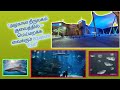     🐠 "மீன்களின் மாய உலகம் – குவைத் அக்வேரியம் டூர் 🐋"Kuwait Aquarium Vlog"🐬 