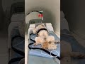 Inside the scan world #veterinary #pets #dog #cat #mri #ctscan #veterinarymedicine #diagnostics