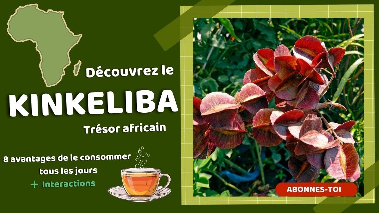 Le kinkéliba: plante de longévité et superaliments d'Afrique de l'Ouest ...