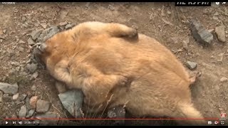 Охота на сурка байбака на Алтае . 2018 Охота на сурка байбака на Алтае . 2018