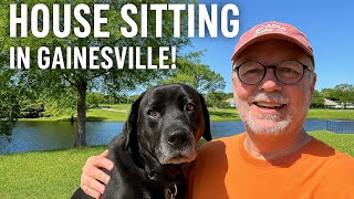 House Sitting Koda in Gainesville, Florida Adventure
