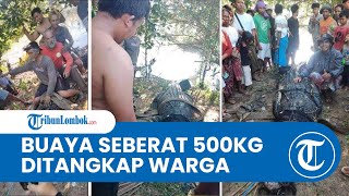 Mencekam Proses Penangkapan Buaya Di Lombok Tengah Yang Dituding Pernah Terkam Nelayan Hingga Tewas