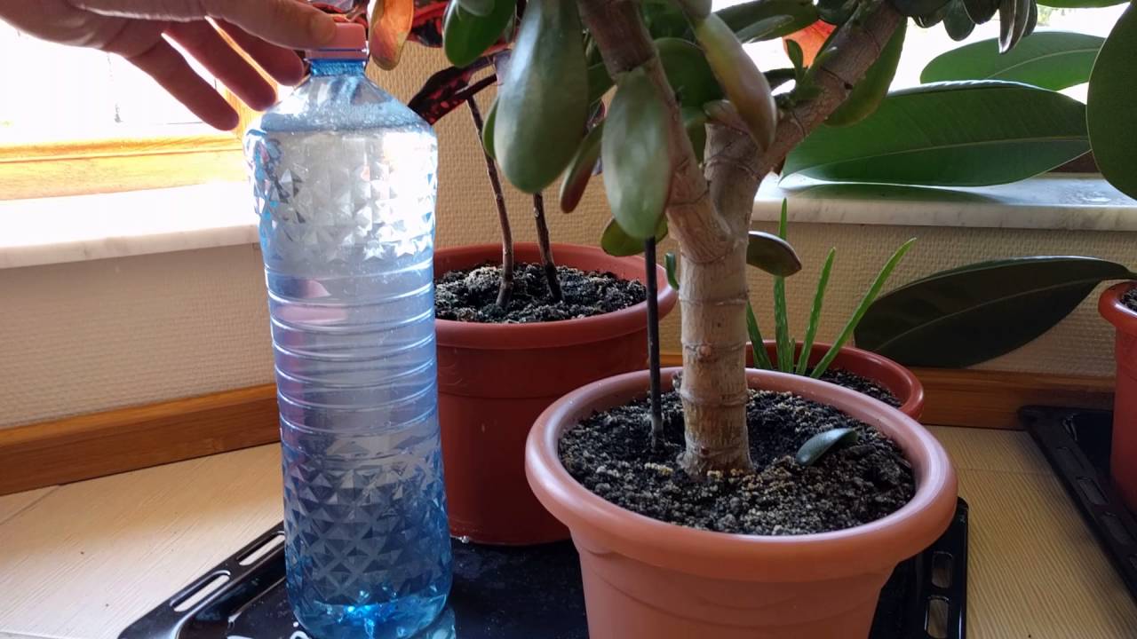 self Watering system for plants DIY 