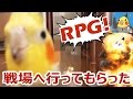 ビビりながらチラ見しまくるオカメインコに戦場へ行ってもらった【転載】