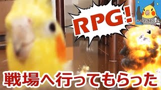 ビビりながらチラ見しまくるオカメインコに戦場へ行ってもらった【転載】 ビビりながらチラ見しまくるオカメインコに戦場へ行ってもらった【転載】