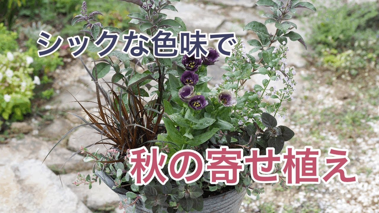 シックな色味で 秋の寄せ植え Youtube