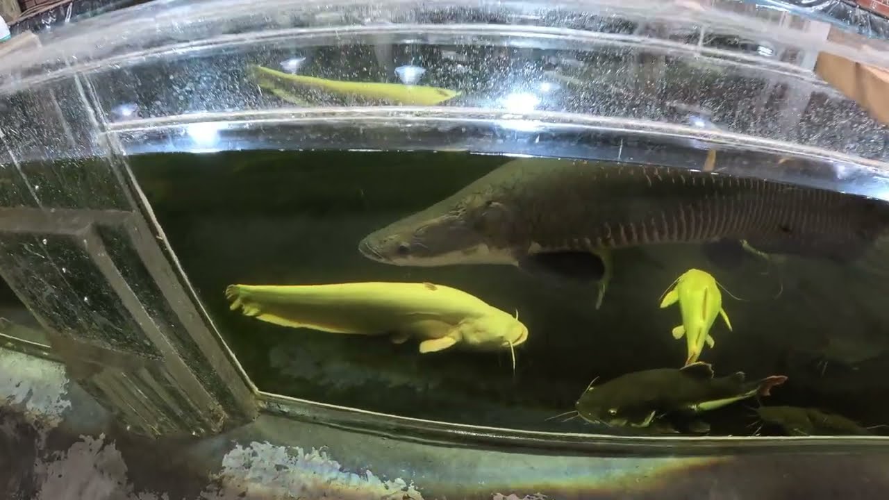 Huge surprise & relief: Wels catfish fed 2.5 weeks after last fenbendazole dose that sickened him