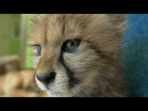 Bronx Zoo Cheetahs and Puppies Play - Bronx Zoo Cheetahs and Puppies Play