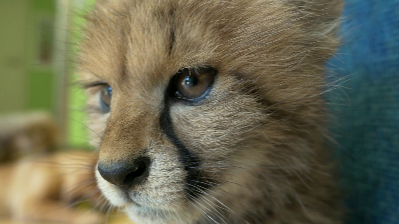 The Zoo: Season 1 - Bronx Zoo