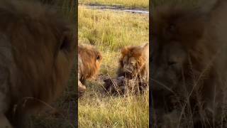 Wildlife Rivalry: Lion 🦁🦁 Vs Hyena #wildlife #animals #hunting