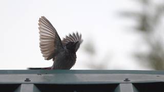 Red-Vented Bulbul Alarm Calls at Dusk | Natural Forest Sounds screenshot 4