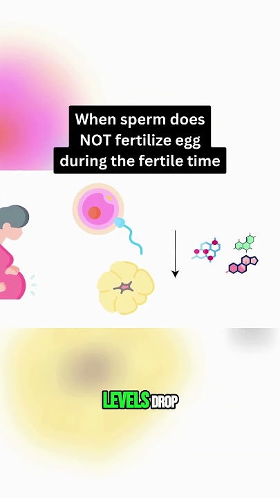 After Intercourse, Sperm And Egg Meet, Now What? The science of the corpus luteum.