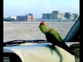 Parrots Join Humans On The Dance Floor