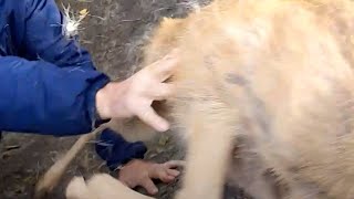 鳴声を上げる動物を救い出そうとする。数秒後、彼らは安堵のため息をつく
