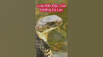 Hai Kỷ Lục Của Hổ Mang Chúa, Không Loài Rắn Nào Phá Vỡ Được #shorts