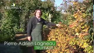 Les fruits du rosier - Jardineries Truffaut TV