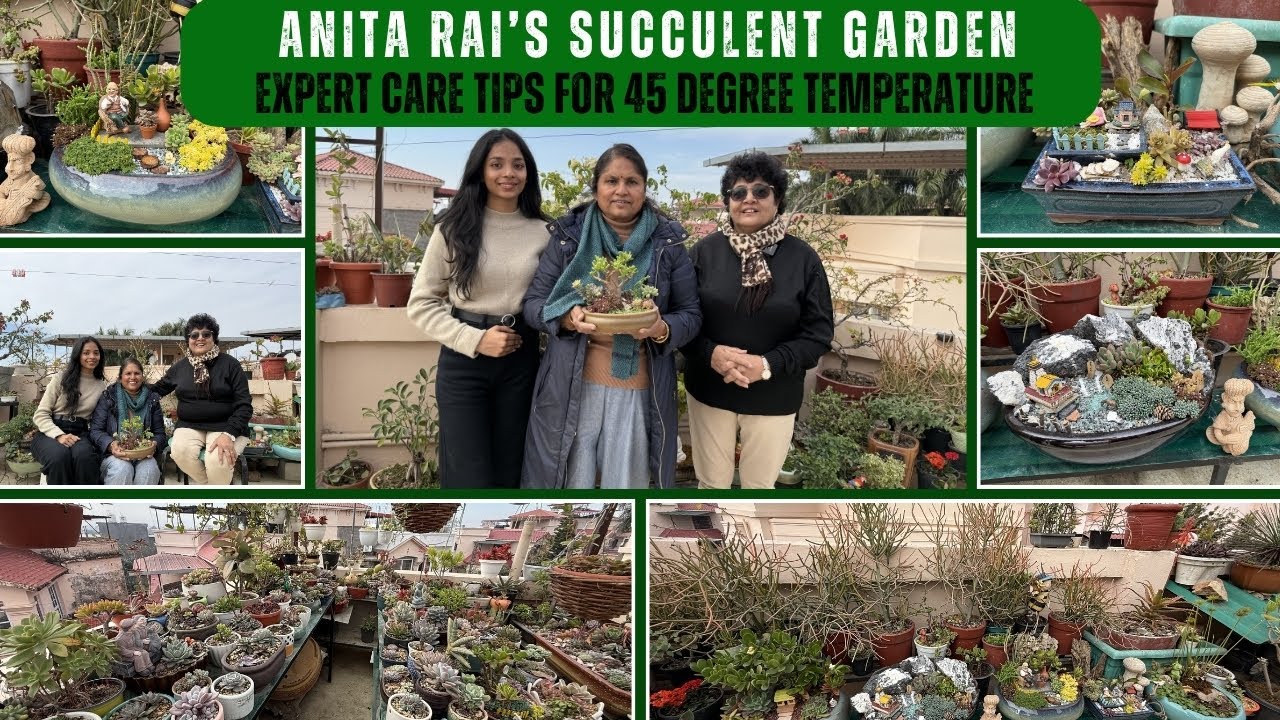 Anita Rai’s Succulent Garden: Expert Care Tips for 45 degree temperature