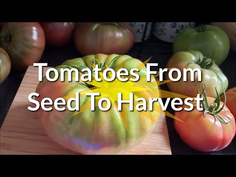 Video: Cherokee Purple Tomat Plants: Lär dig om att odla Cherokee Purple Tomatoes