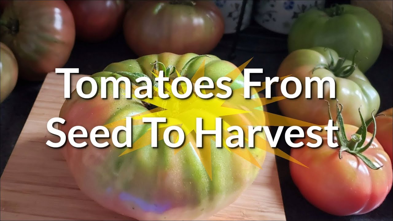 Growing Tomatoes From Seed To Harvest: Cherokee Purple & Mortgage Lifter Tomatoes