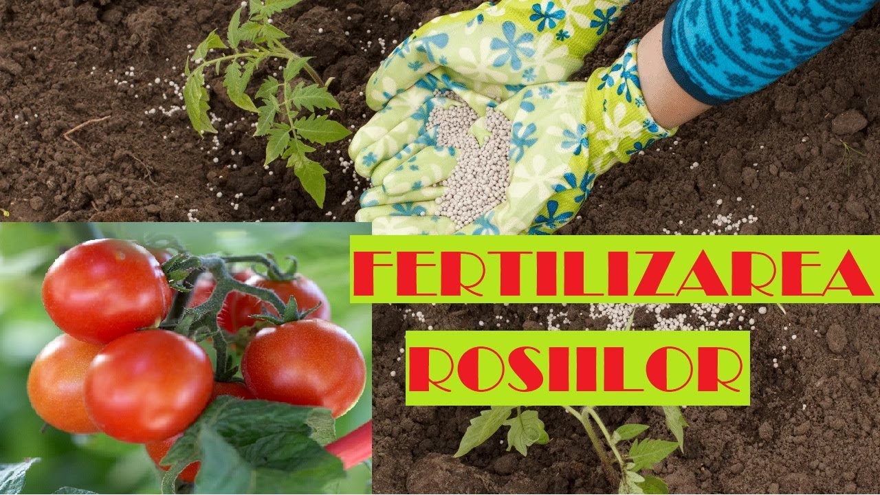 Fertilizarea roșiilor pentru MEGA RECOLTE- schema completă de la plantare până la recoltare.🍅🍅🍅