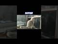 Scottish #reels #animals #dailyvlog #cat #scottish #sorts #pets
