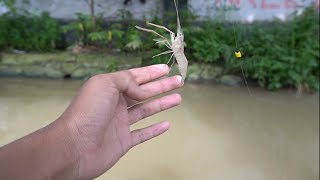 JANGAN COBA COBA MANCING UDANG KECIL INI, BISA BIKIN GILA!!! MANCING UDANG