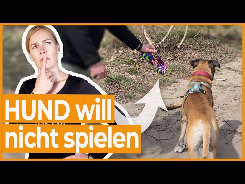 Video: 11 Tiere, die den Valentinstag ruinierten