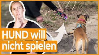 Hund will nicht spielen I Wenn der Hund sein Spielzeug vor allem draußen ignoriert