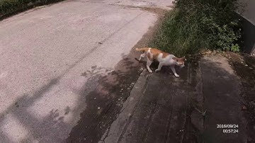 Xiaomi Yi, uploading from a raw file