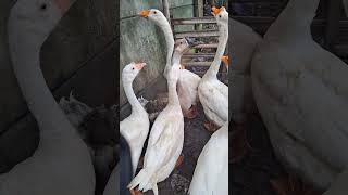 Angsa Soang Putih , angsa asli , soang asli , suara angsa , suara soang , white geese , white swan
