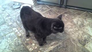 Кот мяукает Кот мяукает