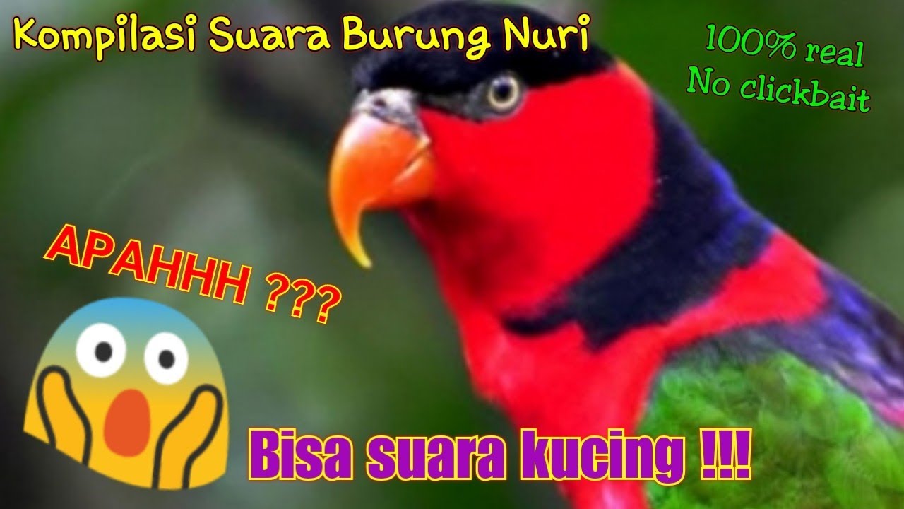 KOMPILASI SUARA BURUNG NURI 