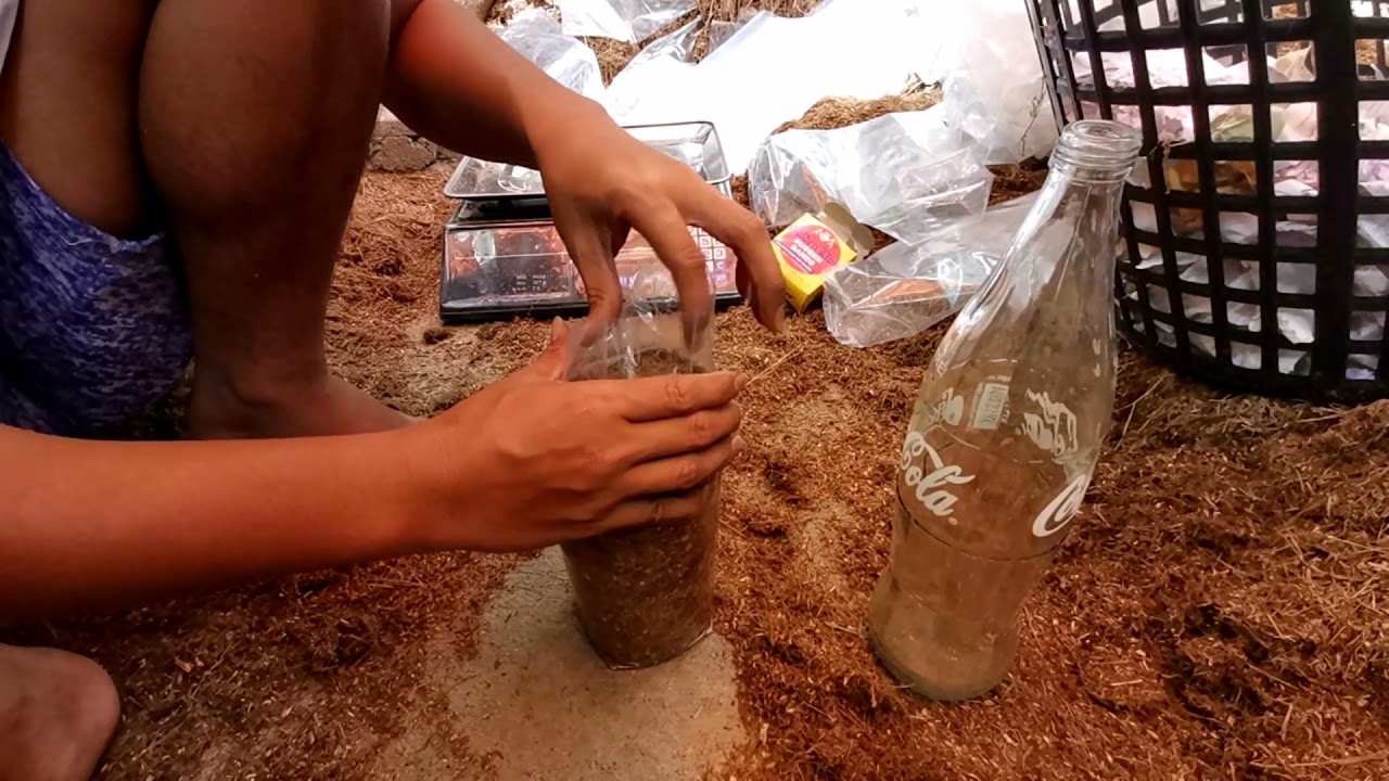 Part 3 Tamang Timbang Para Tumagal Ang Buhay Ng Fruting Bags Mo 5 To 