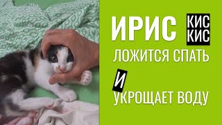 🐱 Котенок Ириска ложится спать и утром укрощает воду в раковине 😂