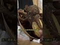 剛產完卵的章魚媽媽，想要討好一下被狠心拒絕！#shorts #funny #animals #pets #搞笑 #大熱門 #王小怪