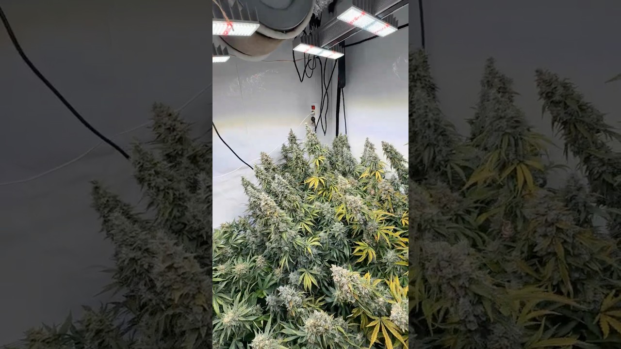 Gorilla Cookies Auto week 8 is INSANE 