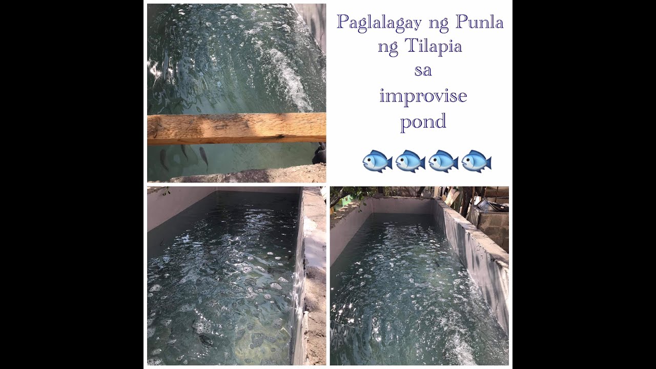 Cultivating tilapia in an improvise pond for a small space YouTube