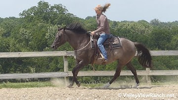 DD Skeeter Lena - bridleless easy jog, lope, stops, turns, sidepasses! - ValleyViewRanch.net
