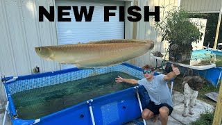 ‼️NEW FISH‼️                               pool-pond gets a new member