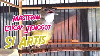 MASTERAN CUCAK JENGGOT GACOR FULL BESETAN MEWAH COCOK UNTUK MURAI BATU