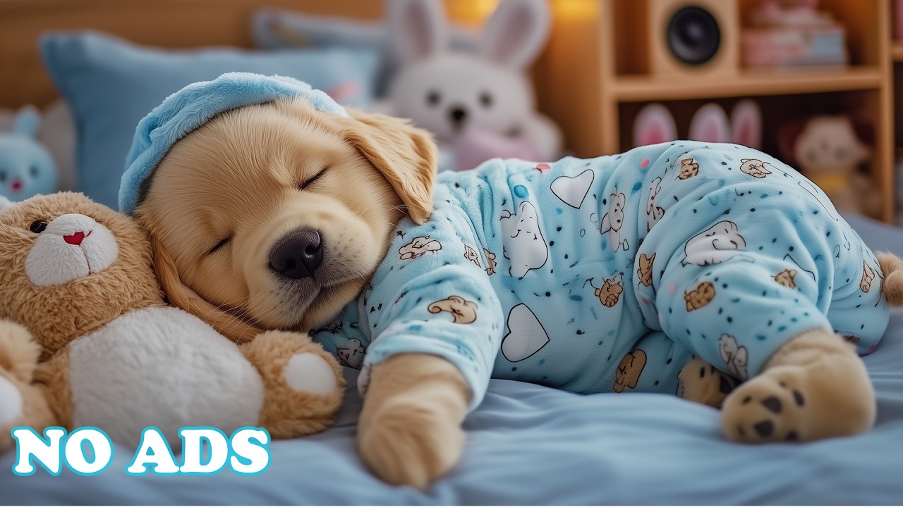 12 Hours Of Dog Calming Music 🐶 Relaxation Music for Dogs 🌿 Gentle Sounds for Peaceful Rest