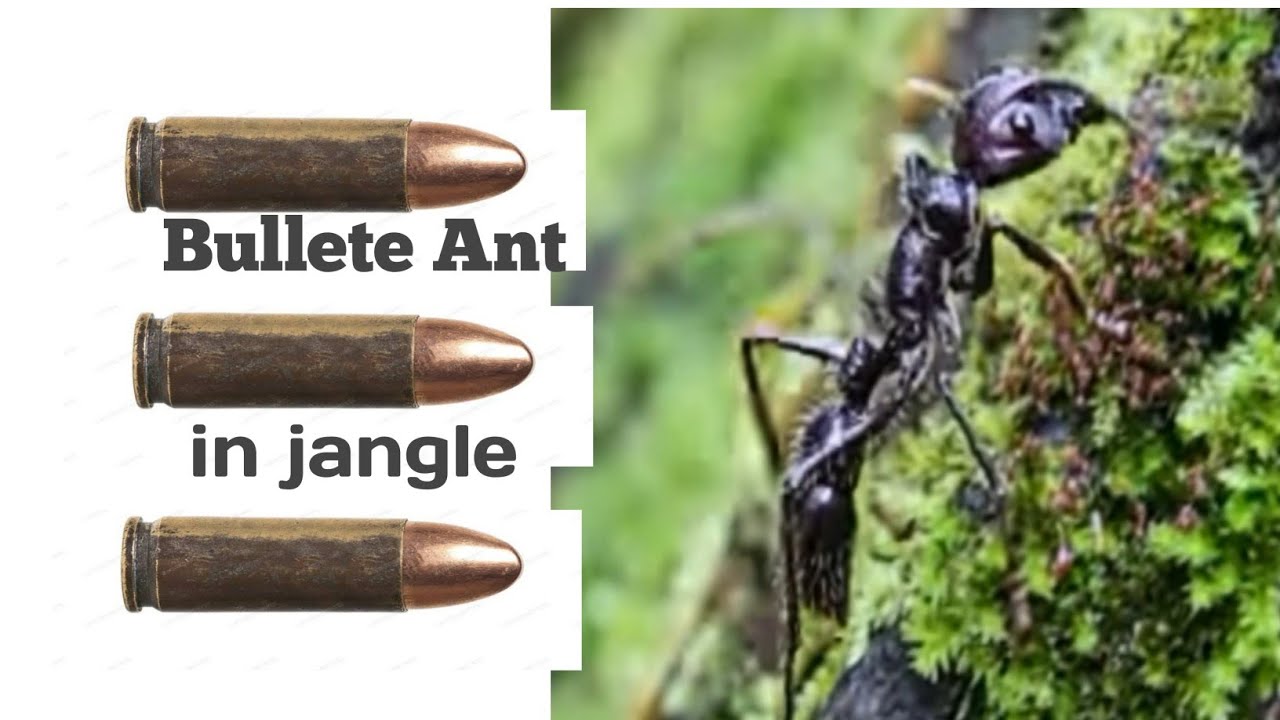 amazon jangle in bullete ant