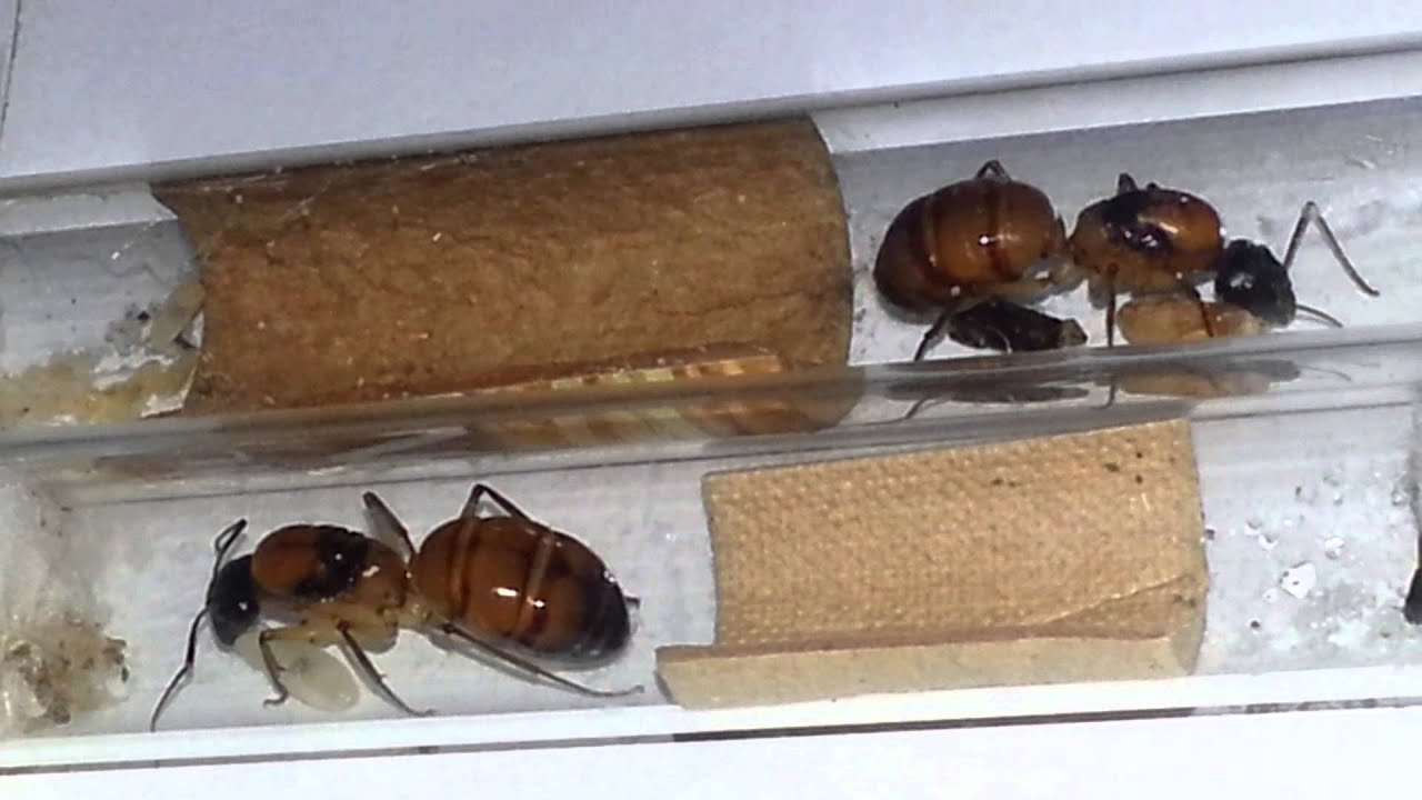 Camponotus terebrans