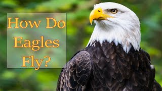 Famous How Do Eagles Fly? Net Worth