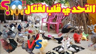 مائده الرحمن 😱/تحدي اطعام طيور المزرعة في مكان واحد .. ؟