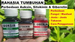 Perbedaan Auksin, Sitokinin & Giberelin, Fungsi / Manfaat, Jenis, Cara Penggunaan ZPT, Hormon Tumbuh